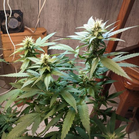 Gelato #2 growlog timeline photo
