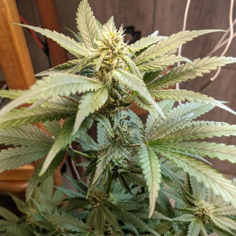 Gelato #2 growlog timeline photo