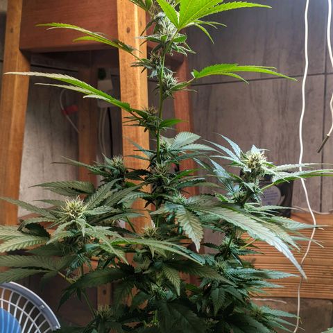 Gelato #2 growlog timeline photo
