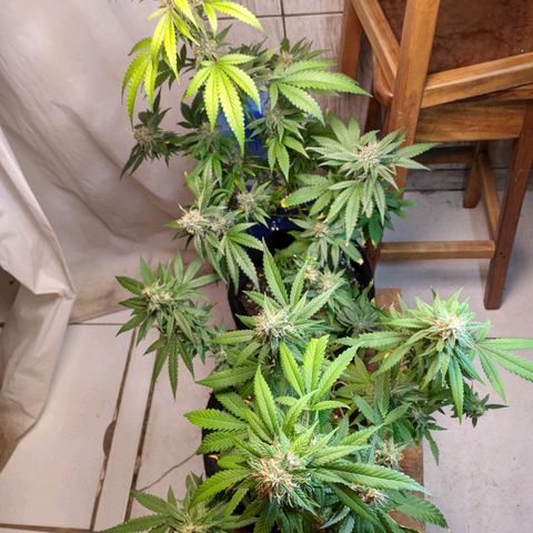 Gelato #2 growlog timeline photo