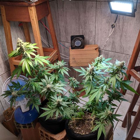 Gelato #2 growlog timeline photo