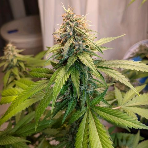 Gelato #2 growlog timeline photo