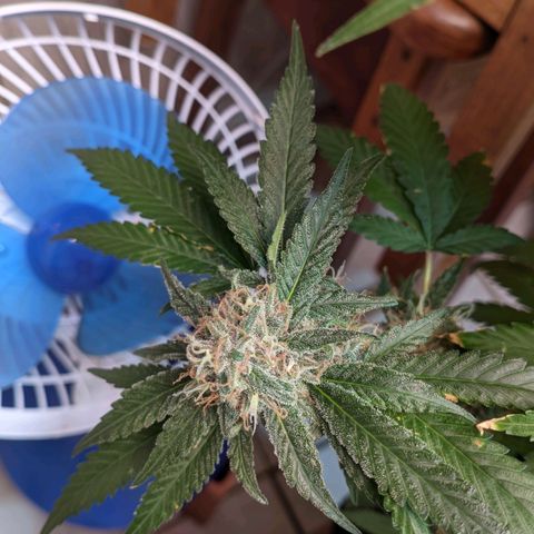 Gelato #2 growlog timeline photo