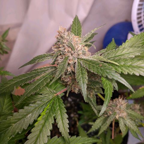 Gelato #2 growlog timeline photo