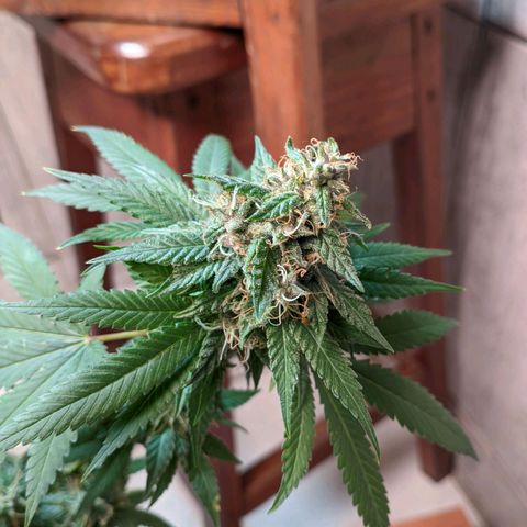 Gelato #2 growlog timeline photo