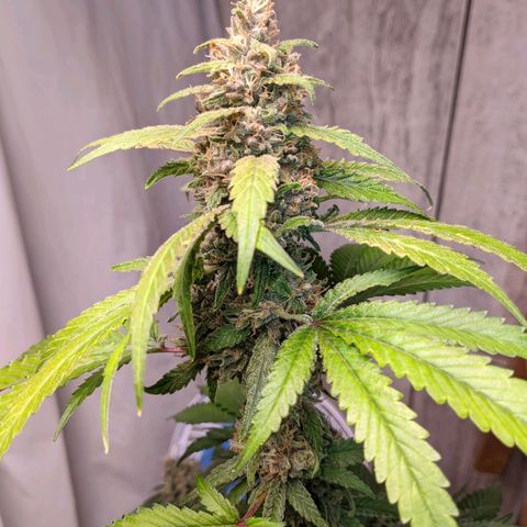 Gelato #2 growlog timeline photo