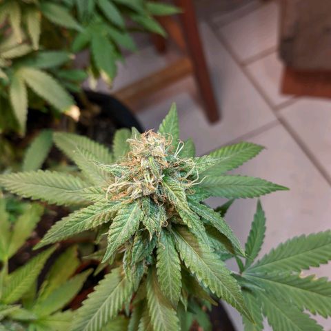 Gelato #2 growlog timeline photo