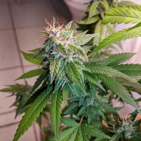 Gelato #2 growlog timeline photo