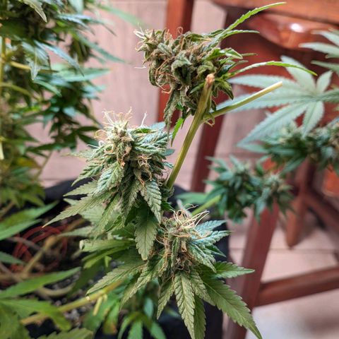 Gelato #2 growlog timeline photo