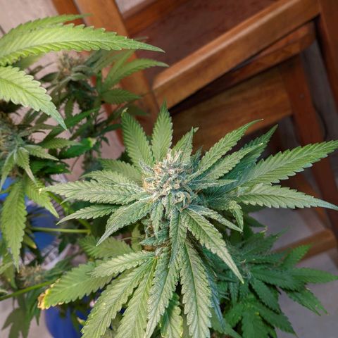 Gelato #2 growlog timeline photo