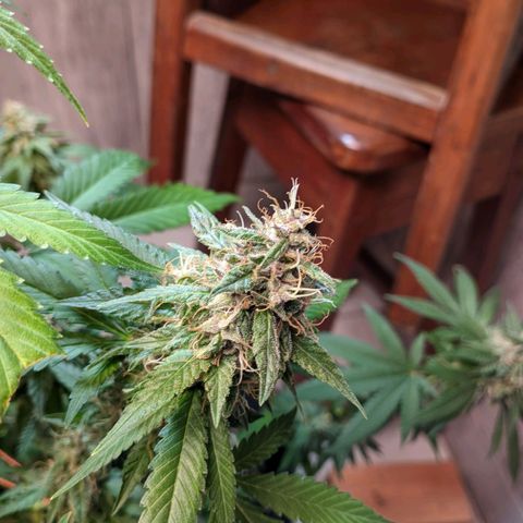 Gelato #2 growlog timeline photo