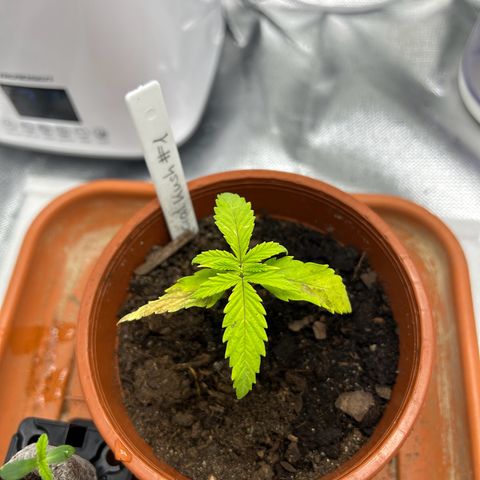Special Kush #1 1th growlog timeline photo