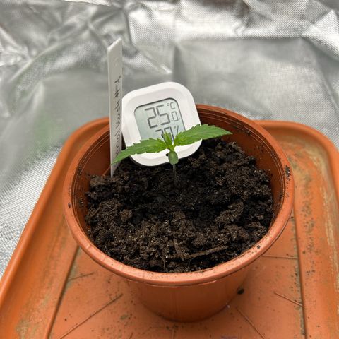 Special Kush #1 1th growlog timeline photo