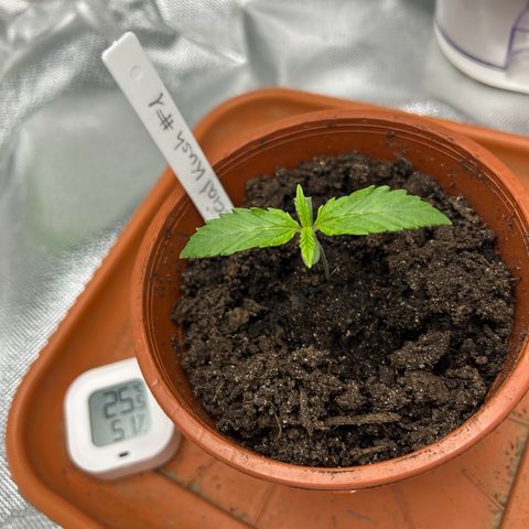 Special Kush #1 1th growlog timeline photo