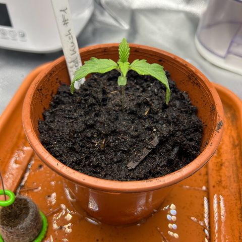 Special Kush #1 1th growlog timeline photo