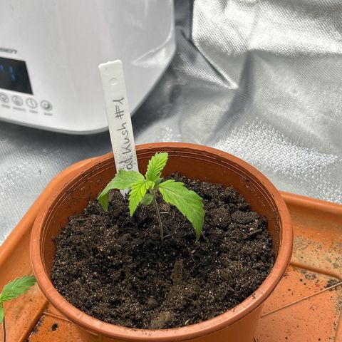 Special Kush #1 1th growlog timeline photo