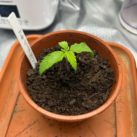 Special Kush #1 1th growlog timeline photo