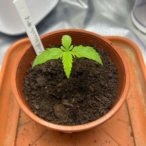 Special Kush #1 1th growlog timeline photo