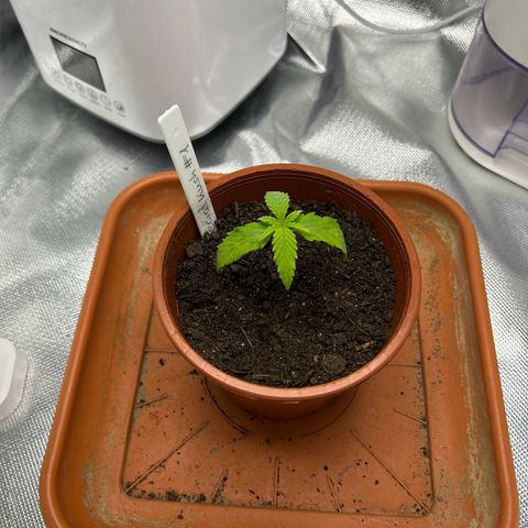 Special Kush #1 1th growlog timeline photo