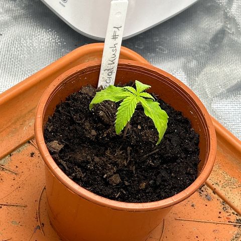 Special Kush #1 1th growlog timeline photo