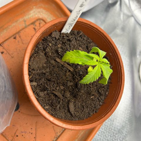 Special Kush #1 1th growlog timeline photo