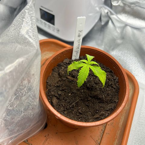 Special Kush #1 1th growlog timeline photo