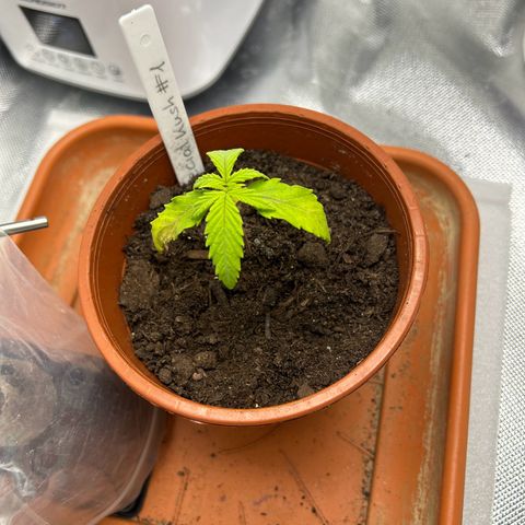 Special Kush #1 1th growlog timeline photo