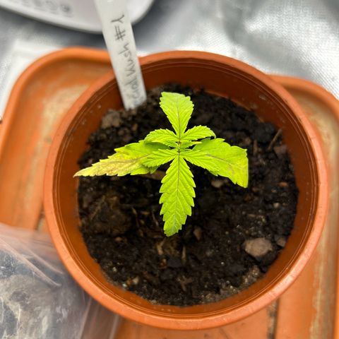 Special Kush #1 1th growlog timeline photo