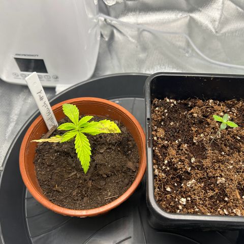 Special Kush #1 2th growlog timeline photo