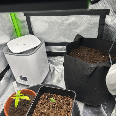 Special Kush #1 1th growlog timeline photo