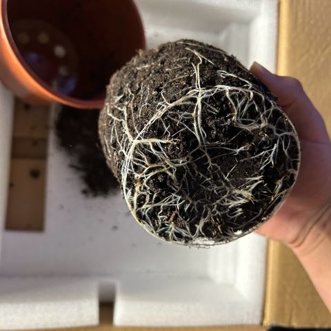 Special Kush #1 1th growlog timeline photo