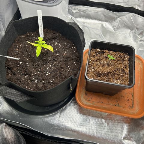 Special Kush #1 1th growlog timeline photo