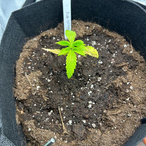 Special Kush #1 1th growlog timeline photo