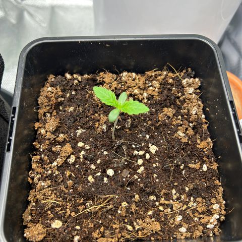 Special Kush #1 2th growlog timeline photo