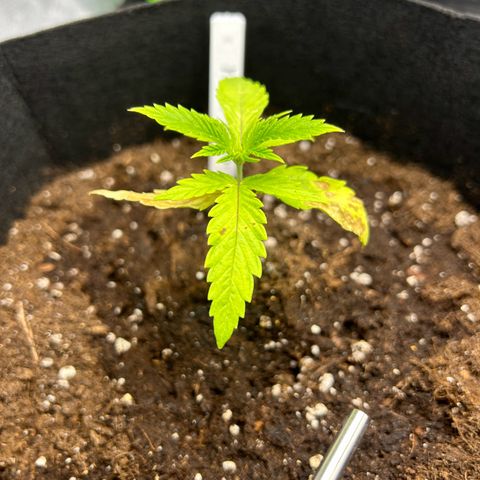 Special Kush #1 1th growlog timeline photo