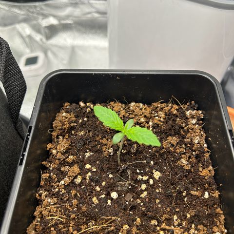 Special Kush #1 2th growlog timeline photo