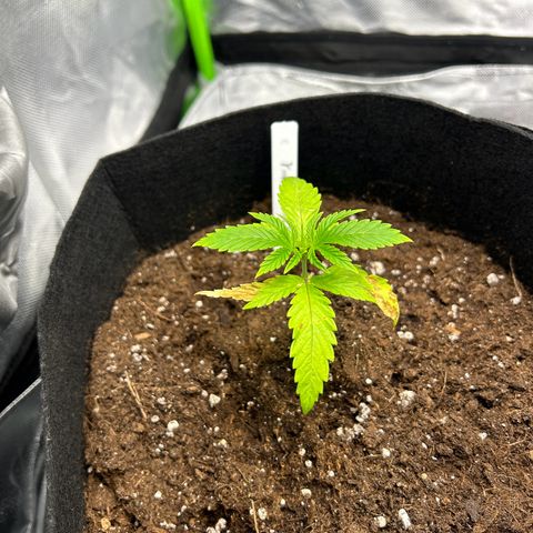 Special Kush #1 1th growlog timeline photo
