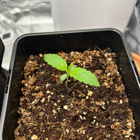 Special Kush #1 2th growlog timeline photo