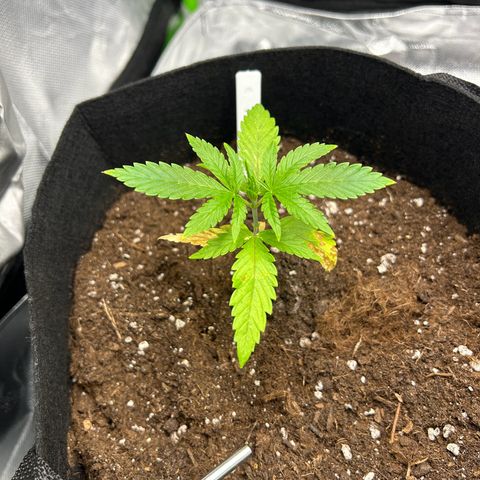 Special Kush #1 1th growlog timeline photo