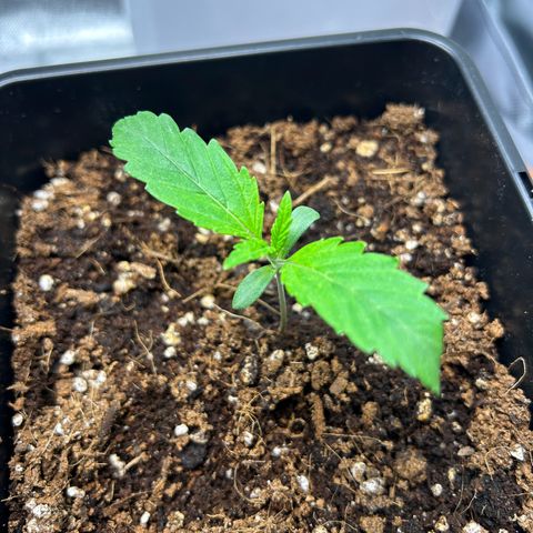 Special Kush #1 2th growlog timeline photo