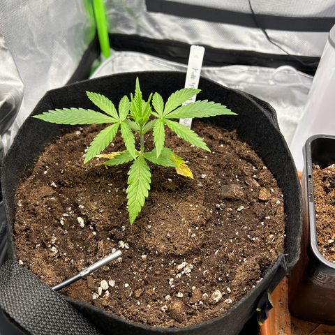Special Kush #1 1th growlog timeline photo