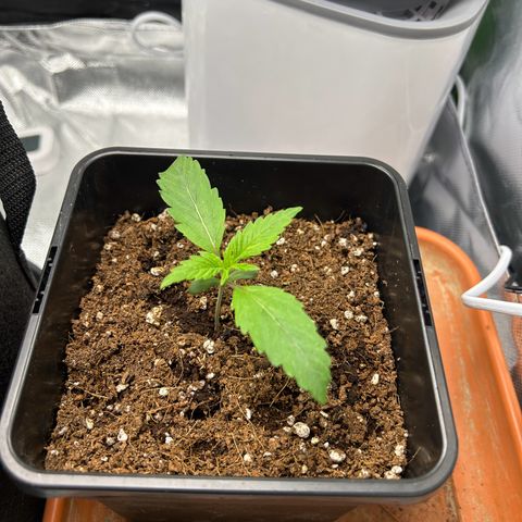 Special Kush #1 2th growlog timeline photo