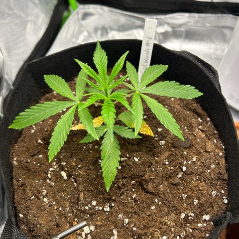 Special Kush #1 1th growlog timeline photo