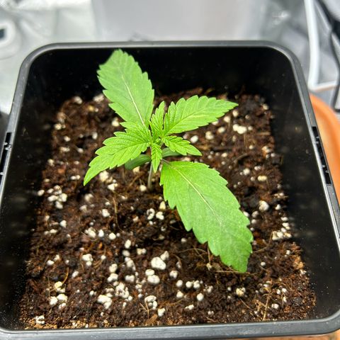 Special Kush #1 2th growlog timeline photo