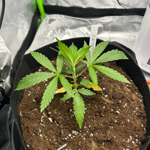 Special Kush #1 1th growlog timeline photo