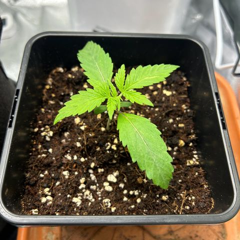 Special Kush #1 2th growlog timeline photo