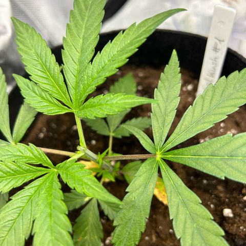 Special Kush #1 1th growlog photo: Topped Plant