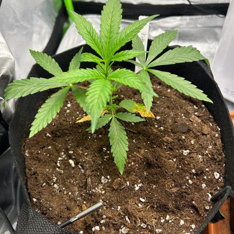 Special Kush #1 1th growlog photo: Topped Plant