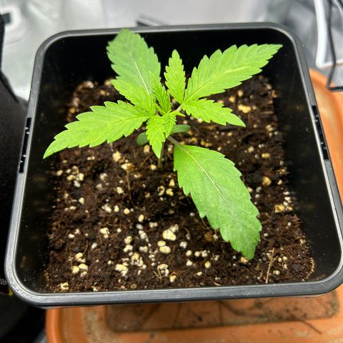 Special Kush #1 2th growlog timeline photo