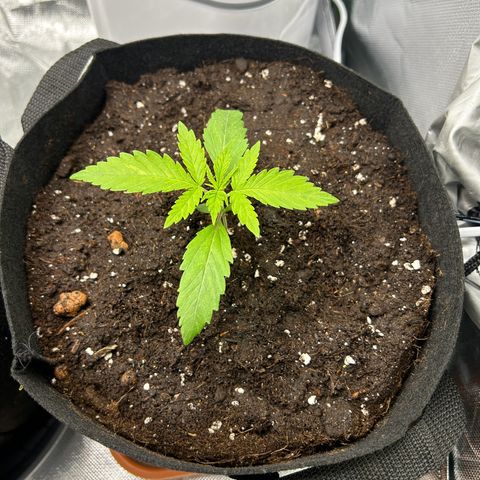 Special Kush #1 2th growlog timeline photo